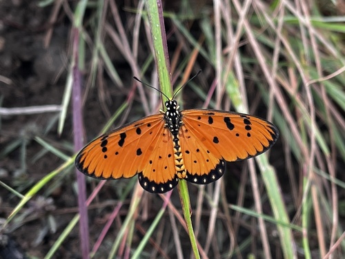 Tawny Coster