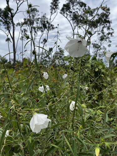 Merauke Hibiscus
