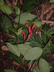 Scutellaria longifolia