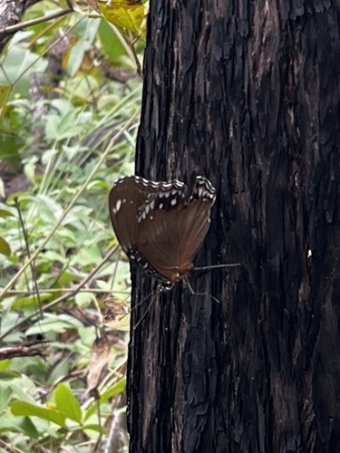 Great Eggfly