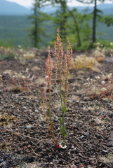 Rumex lapponicus
