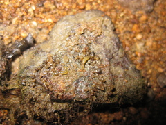 Potamopyrgus estuarinus image