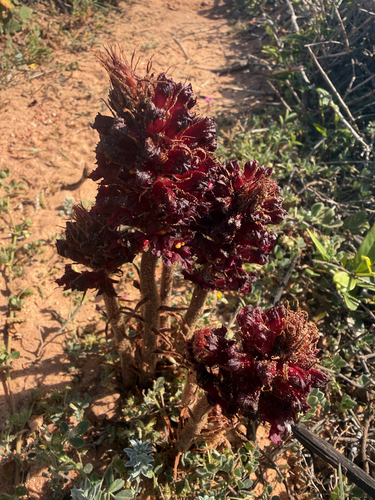 Orobanche foetida, photograph 5