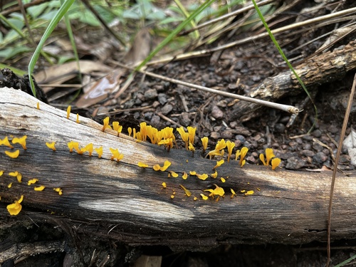 Fan-shaped Jelly Fungus