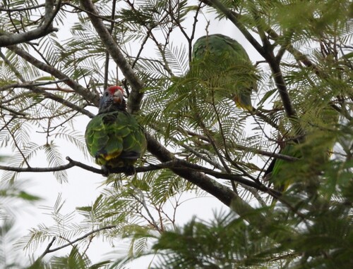 Red-tailed Amazon (Amazona brasiliensis), photo 1