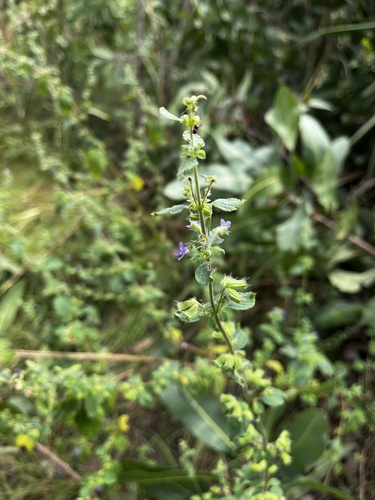 Wide Spikenard