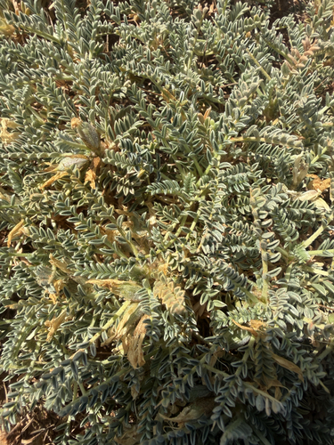 Astragalus tragacantha, photograph 5