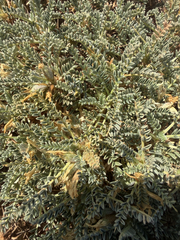 (c) Rob Foster, some rights reserved (CC BY) Astragalus tragacantha, photograph (c) Rob Foster, some rights reserved (CC BY)