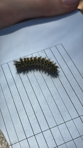 iNaturalist observation photo of Western Sheep Moth