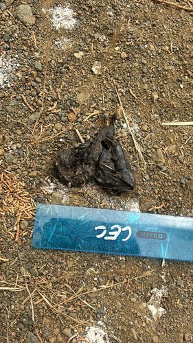 iNaturalist observation photo of Placental Mammals