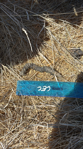 iNaturalist observation photo of Mammals