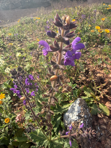Salvia sclareoides, photograph 2
