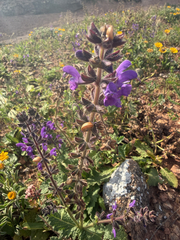 (c) Rob Foster, some rights reserved (CC BY) Salvia sclareoides, photograph (c) Rob Foster, some rights reserved (CC BY)