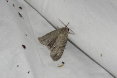 Acronicta spinigera