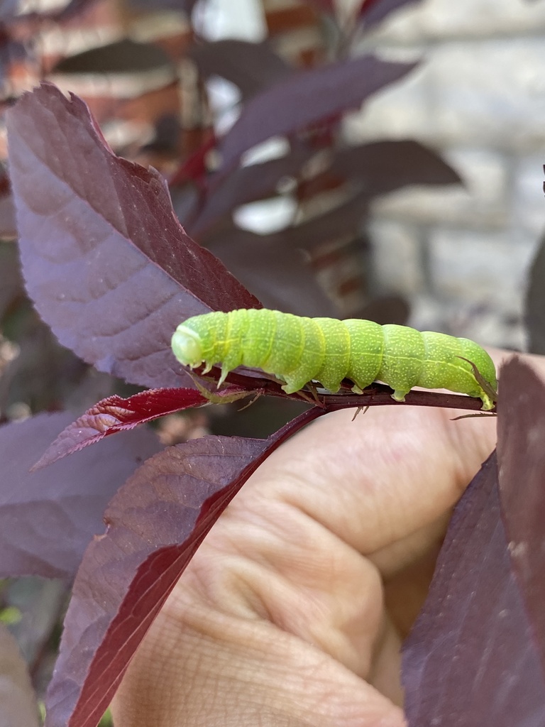 Speckled Green Fruitworm Moth