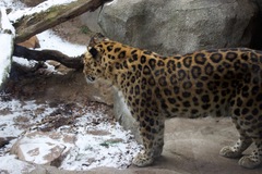 Panthera pardus orientalis