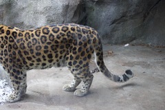 Panthera pardus orientalis