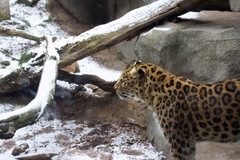 Panthera pardus orientalis