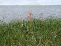 Rumex lapponicus