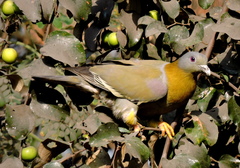 Treron phoenicopterus