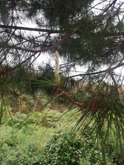 Pinus teocote