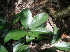 Calatola costaricensis