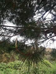 Pinus teocote