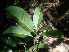 Calatola costaricensis