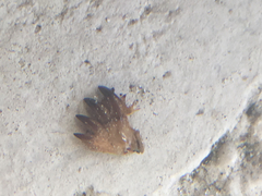 Neocurtilla hexadactyla image