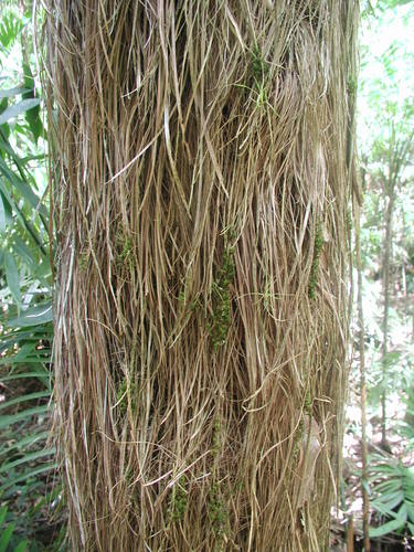 Colpothrinax cookii, photo 24