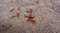 Dorymyrmex planidens