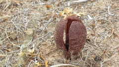 Prosopanche americana