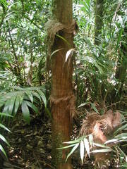 Colpothrinax cookii
