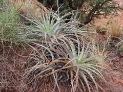 Dyckia velascana