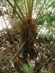 Colpothrinax cookii