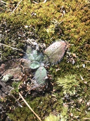 Hieracium longipilum