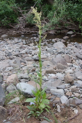 Rumex oblongifolius
