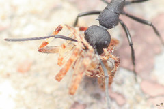 Polyrhachis lacteipennis