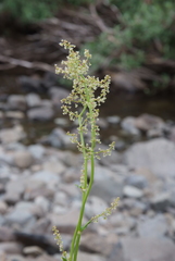 Rumex oblongifolius