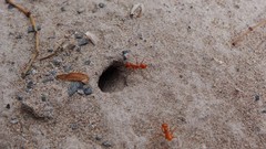 Dorymyrmex planidens