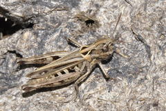 Omocestus haemorrhoidalis