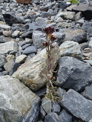 Descurainia athrocarpa