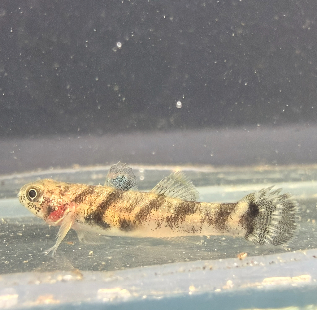 Banded Mullet-goby