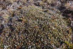 Anisotome imbricata imbricata