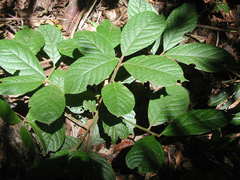 Ocotea macrophylla