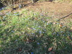 Scilla siberica