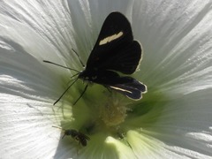 Melanis leucophlegma