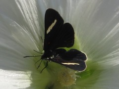 Melanis leucophlegma