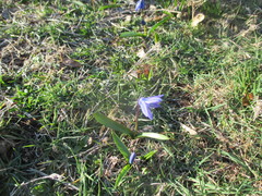 Scilla siberica