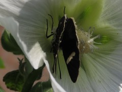 Melanis leucophlegma